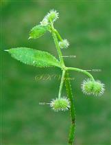  Inflorescence